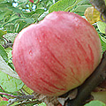 Ābolu stādi Rīgas Rožābele